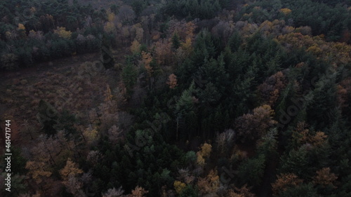 Forest View Netherlands Autumn