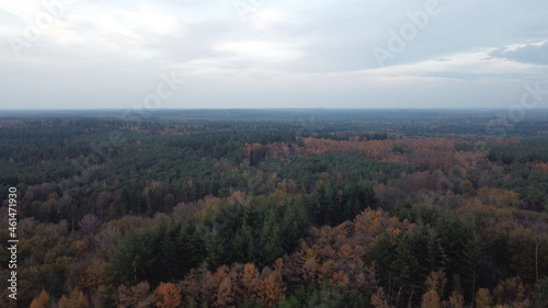 Forest View Netherlands Autumn