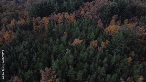 Forest View Netherlands Autumn