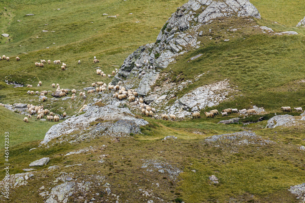 A herd of sheep in the carpathian of romania