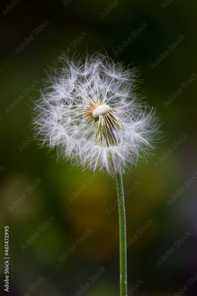 Fototapeta premium Dente-de-leão