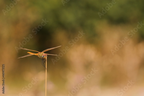 una libellula su un filo d'erba al tramonto © Simona