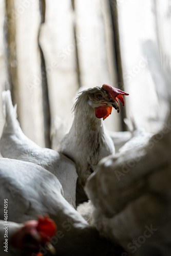 Portrait of a white chicken with a red tuft. The chicken raised its head above the pack of its brethren