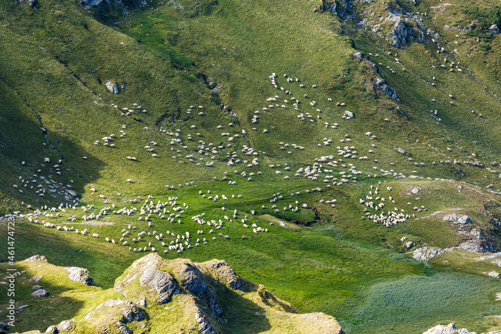 A herd of sheep in the carpathian of romania