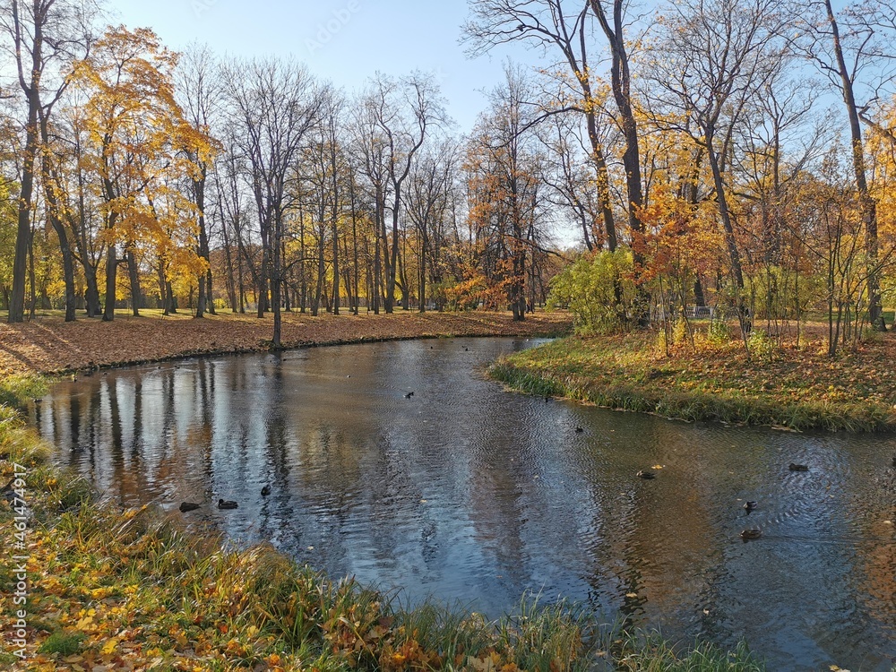 Alexander Park in Pushkin golden autumn yellow leaves blue sky
