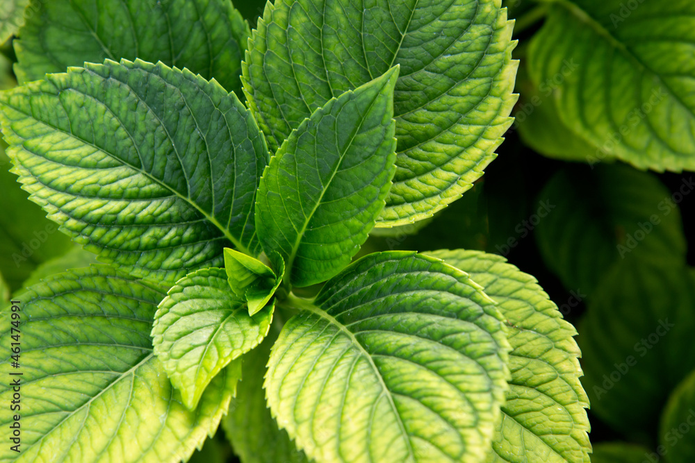 Fresh green leaves. Beautiful background with juicy fresh green plant. Close up. Green pattern outdoors Fresh green leaves. Beautiful background with juicy fresh green plant. Close up. Green pattern outdoors