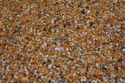 Shells from gastropods of bivalve molluscs living in the Azov and Black seas. Beige, brown, black, white seashells on the shore. The village of Golubitskaya. Broken small seashells photo