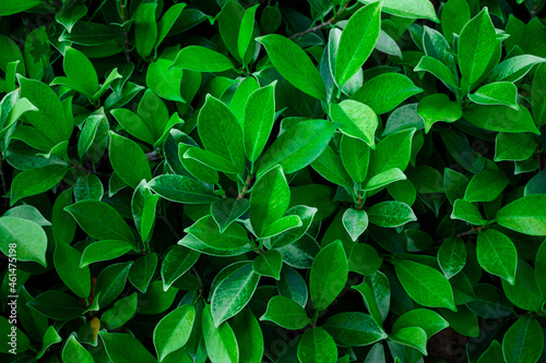 Full Frame of Green Leaves Pattern Background, Nature Lush Foliage Leaf Texture , tropical leaf