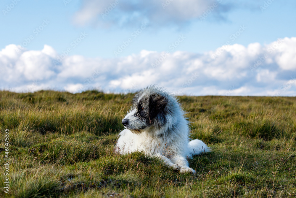 Fototapeta premium A romanian shepherd in the carpathian