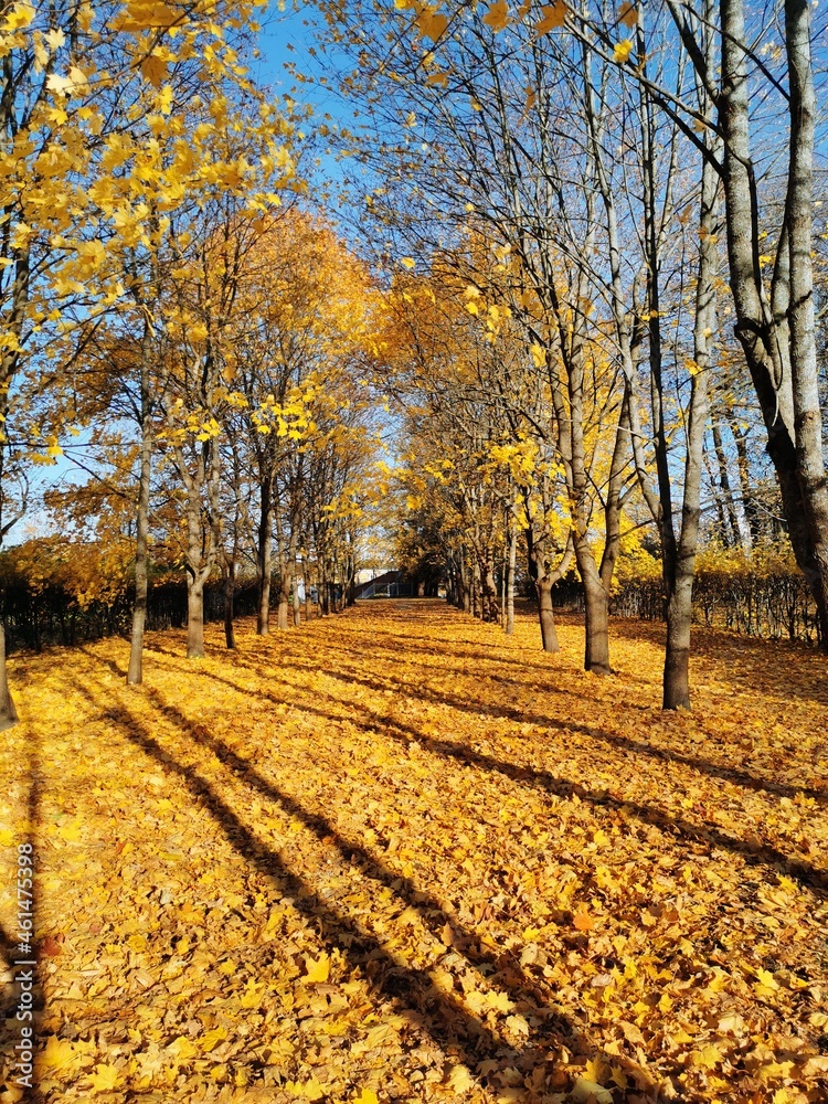 Fototapeta premium Alexander Park in Pushkin golden autumn yellow leaves blue sky