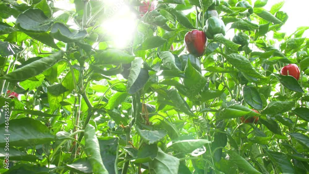 Red bell peppers in a modern glass greenhouse. Dolly shot with camera tracking through the bell peppers. Paprika. Slow-motion 4k. High quality 4k footage