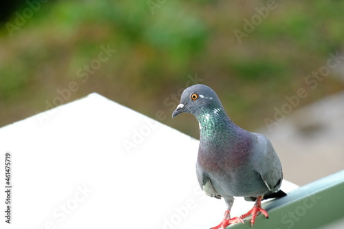 Beautiful colorful pigeon on the window.