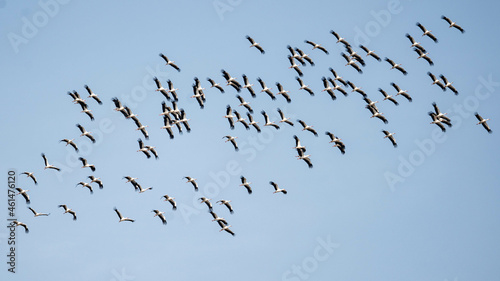 big group of storcks photo