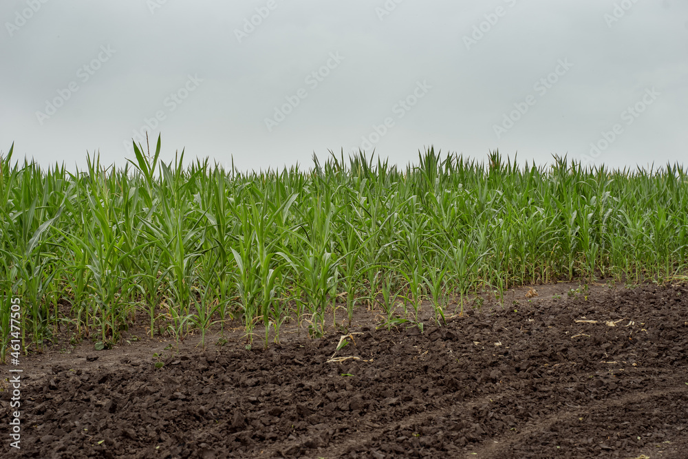 Naklejka premium Corn field in the background and black dry ground in the foreground. Corn field against the blue sky. Vegetable farm. Selective focus, blurred backgraund. Step1
