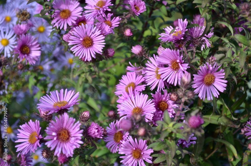 Blue aster, perennial autumn flower.. Blue aster, perennial autumn flower..