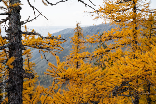 A close shot of larch with yellow needles, the approach of autumn. Mountain scenery and incredible views.