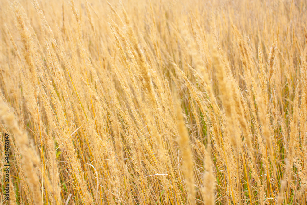 A farmer's field sown with rye and wheat. Yellow vegetation with spikelets on the field close-up.
A farmer's field sown with rye and wheat. Yellow vegetation with spikelets on the field close-up.