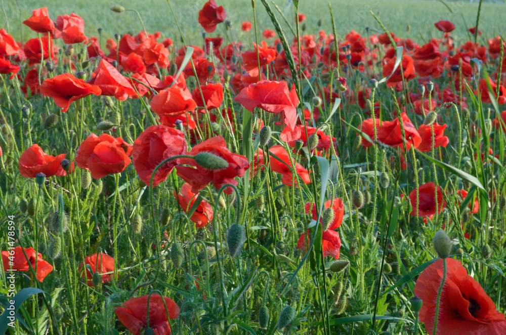Fototapeta premium Field of red poppies