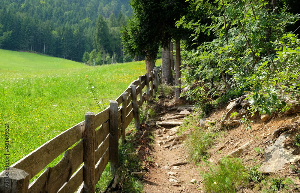 wooden fence between forest and meadow in the mountains