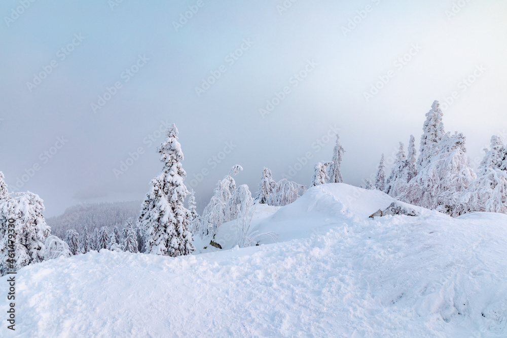 Fototapeta premium snow covered trees