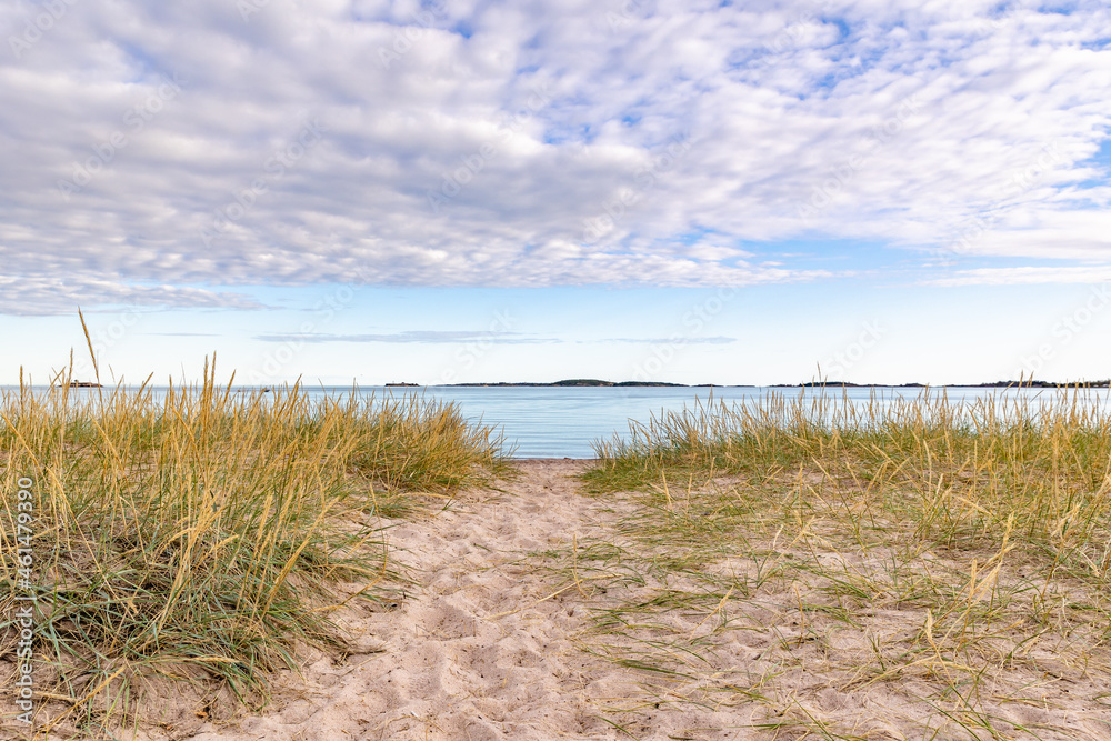 dunes and grass dunes and grass