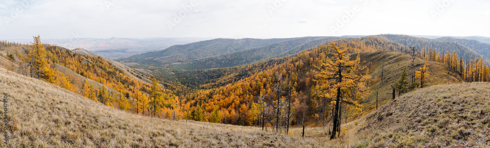 Panoramic view of the mountain range on which stretches a wonderful golden autumn forest. Walk in the mountains in the fresh air, breathtaking views and impressive landscapes.