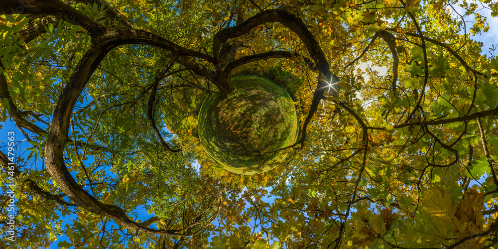 hyperbolic little planet projection of spherical panorama under yellow oak at sunny autumn day in park with blue sky and clouds. - obrazy, fototapety, plakaty 