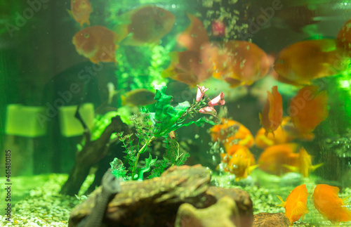 Plants on the background of goldfish in the aquarium