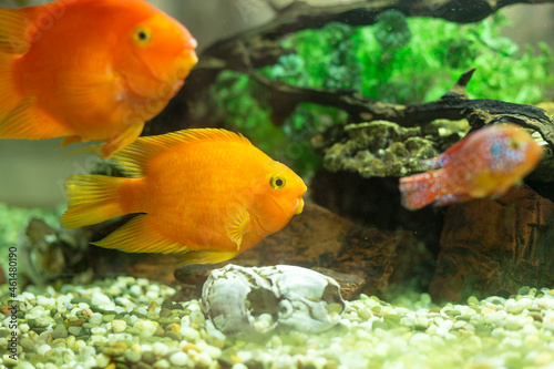 Goldfish in an aquarium with green plants and stones
