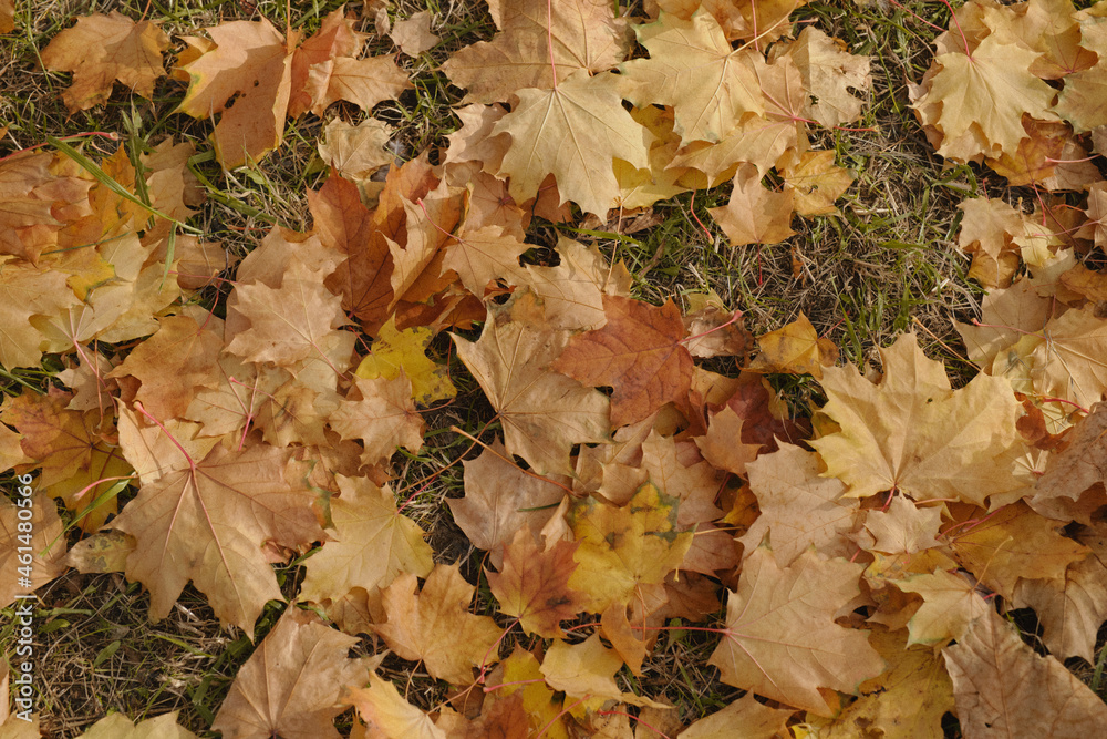 Yellow maple leaves on the ground. Autumn