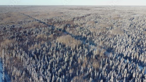 Aerial view from a drone of a road in the middle of snow-covered trees and snow-covered forest on a winter day. A dense winter forest in the taiga or siberia, panorama in 4K