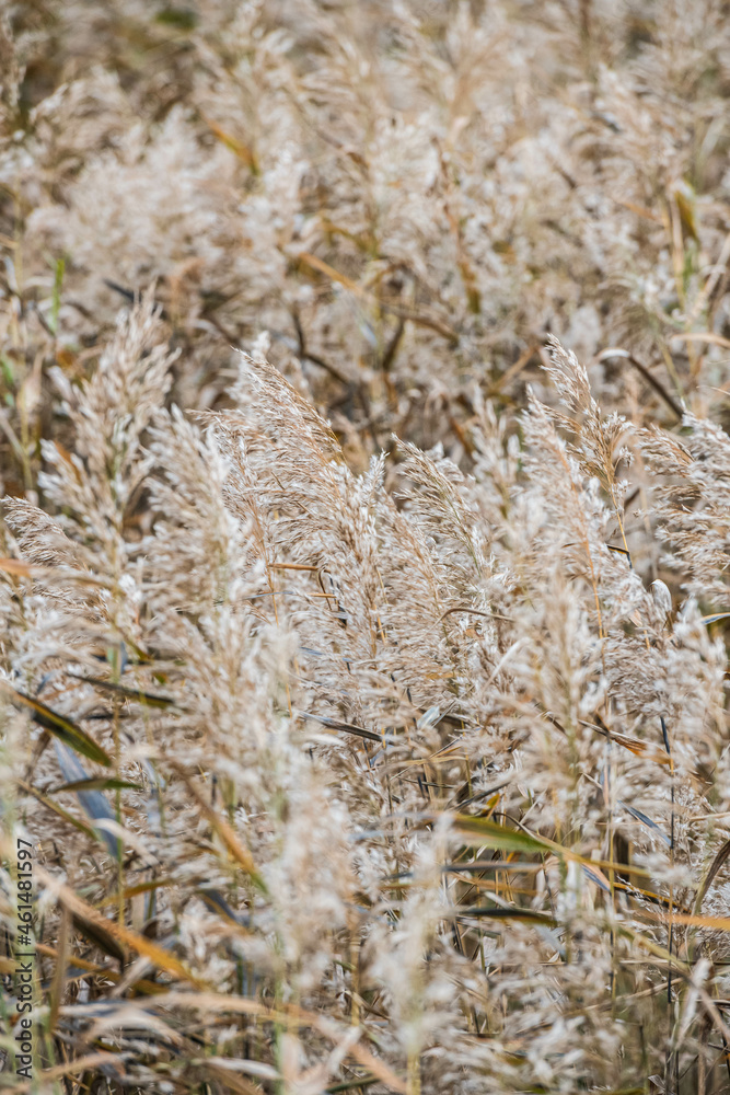 Fototapeta premium autumn grass large