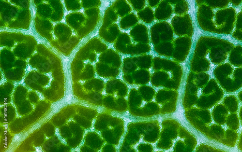 Abstract texture of a green leaf, close up image of leaf textures