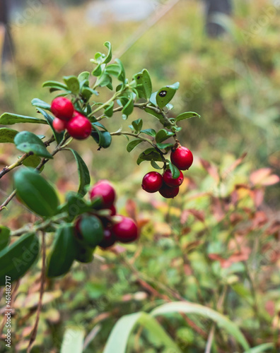 red berries on a bush