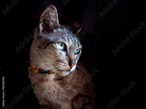 Portrait of Tabby Cat Sitting