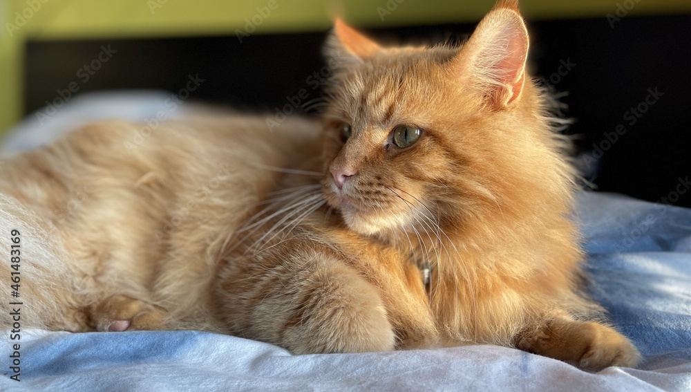 red maine coon cat lying on the bed