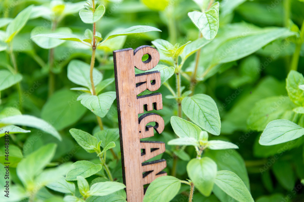 Obraz premium An urban garden filled with vibrant green oregano herbs growing in a small planter. There's a wooden marker with the letters oregano in the plant among the lush herbal sprigs. The plant is a season. 