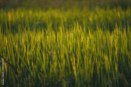 Beautiful green rice field while sunset. Growing rice in the rice field.