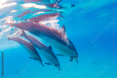 Dolphins diving in clear blue ocean © Melissa