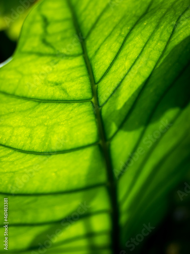 Abstract Pattern of Fiddle Fig