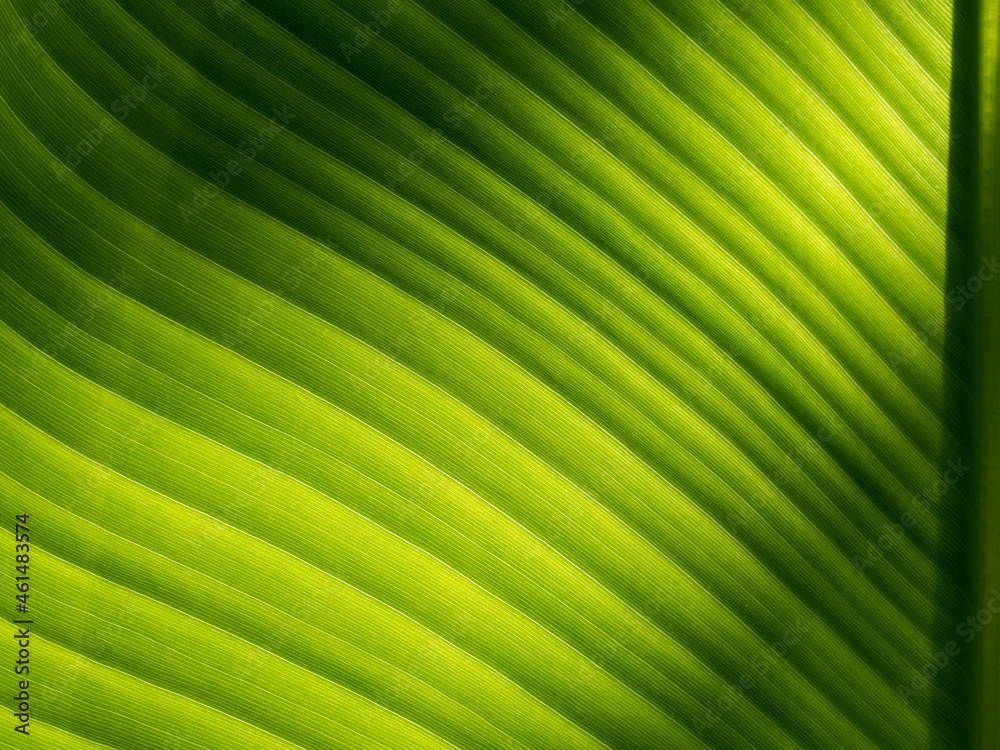 Abstract of The Stripes Crystal Anthurium Leaf Abstract of The Stripes Crystal Anthurium Leaf