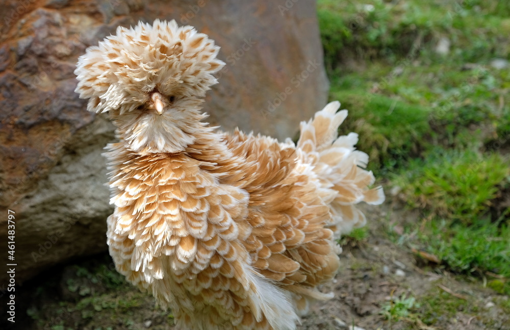 strange chicken on grass between rocks in the mountains strange chicken on grass between rocks in the mountains