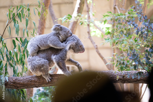 Photography 赤ちゃんのコアラをおんぶする親のコアラ Parent koala carrying a baby koala