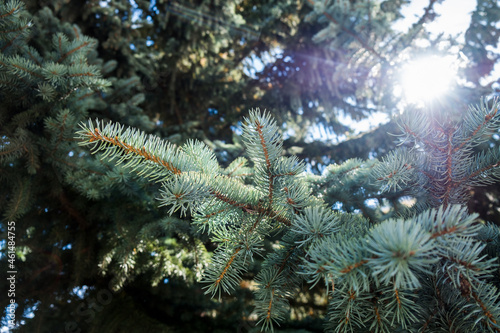 christmas tree branches