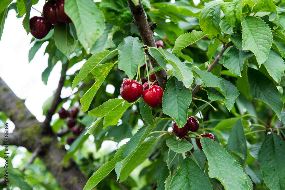 Red cherry on a tree branch with green leaves, copy space Red cherry on a tree branch with green leaves, copy space