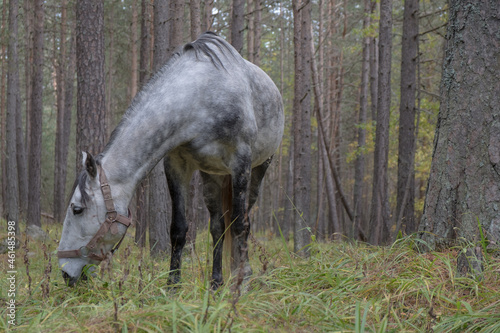 horse eating grass