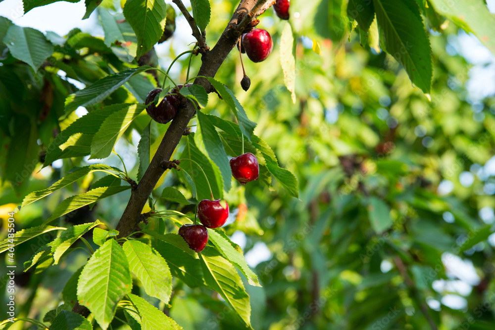 Red cherry on a tree branch with green leaves, copy space