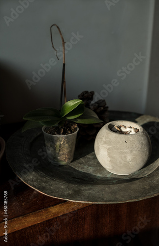 still life with plant