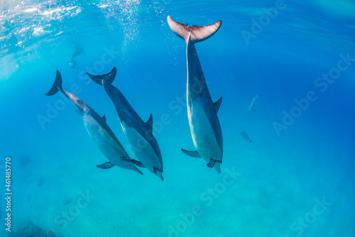 Dolphins diving in clear blue ocean