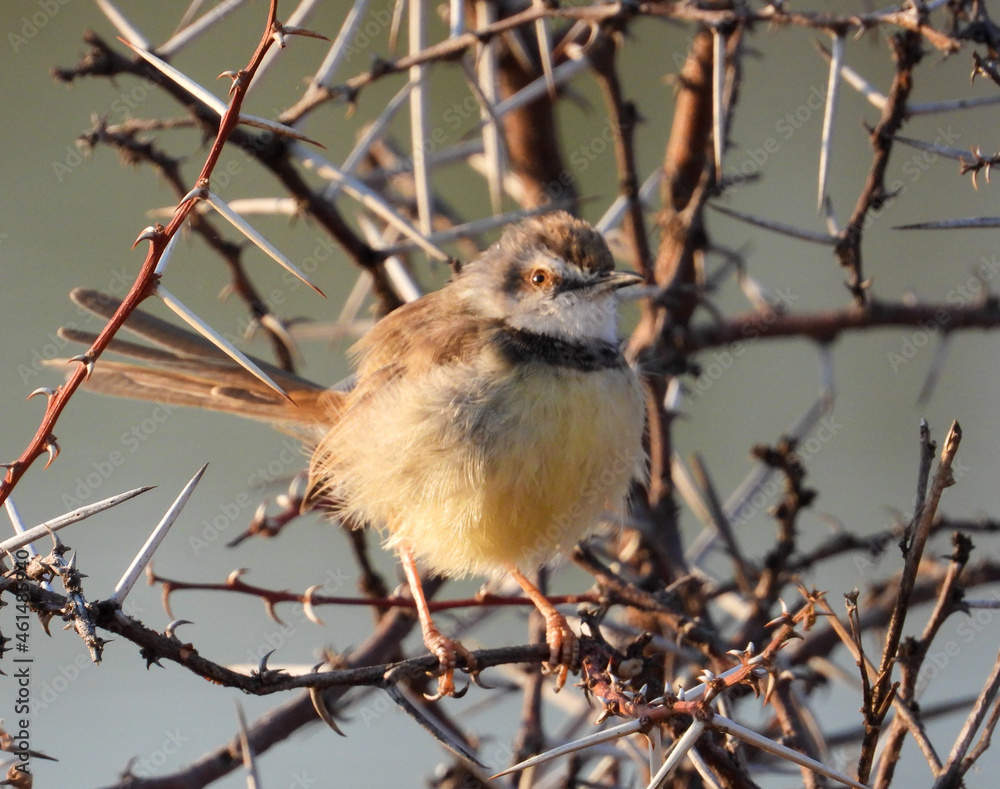 A female black-chested prinia isolated in a thorn tree in the African countryside A female black-chested prinia isolated in a thorn tree in the African countryside